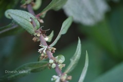Pouzolzia pentandra
